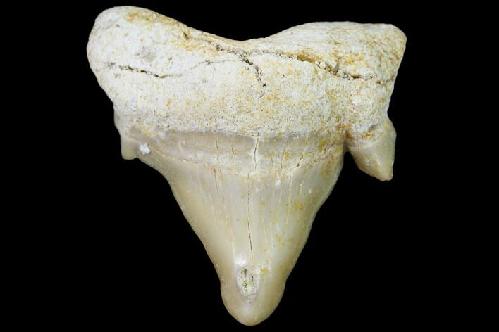 Pathological Shark (Otodus) Tooth - Morocco #108269